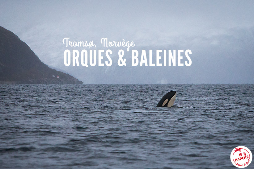 Voir les orques et les baleines en Norvège