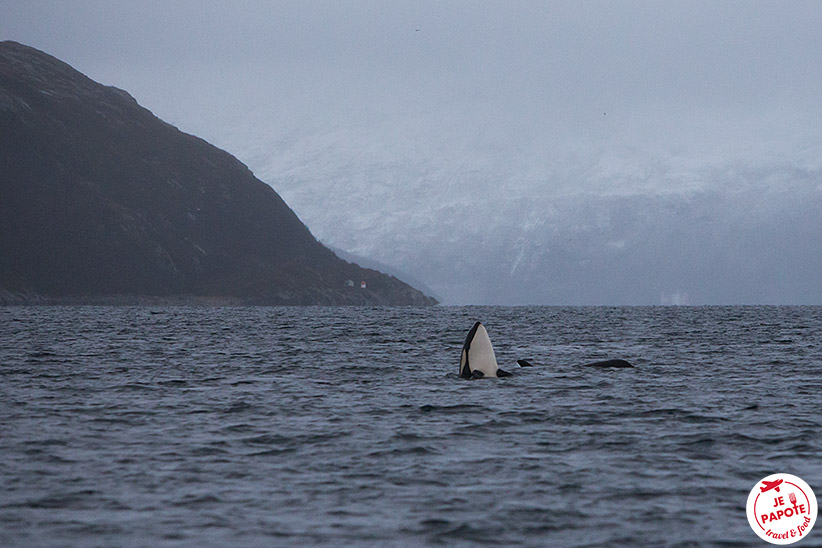 safari Orque Tromso