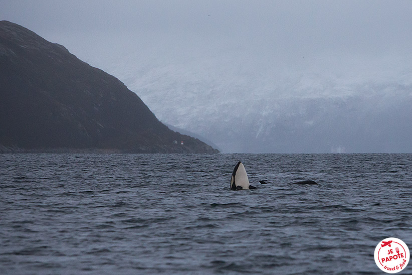 orques tromso