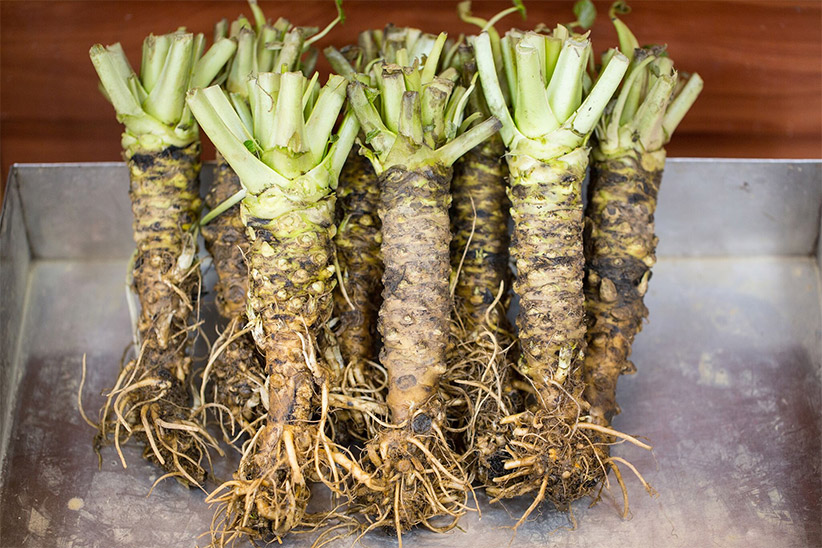 Raifort et Wasabi : Deux plantes qui donnent du piquant !