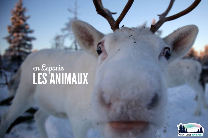 10 animaux à observer en Laponie