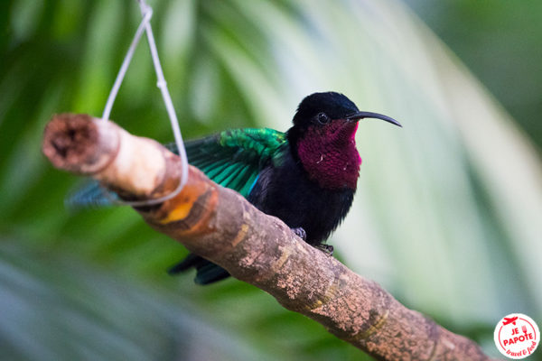 oiseau guadeloupe