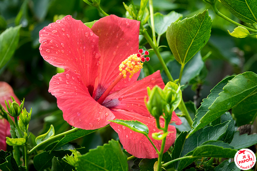 pluie guadeloupe en decembre