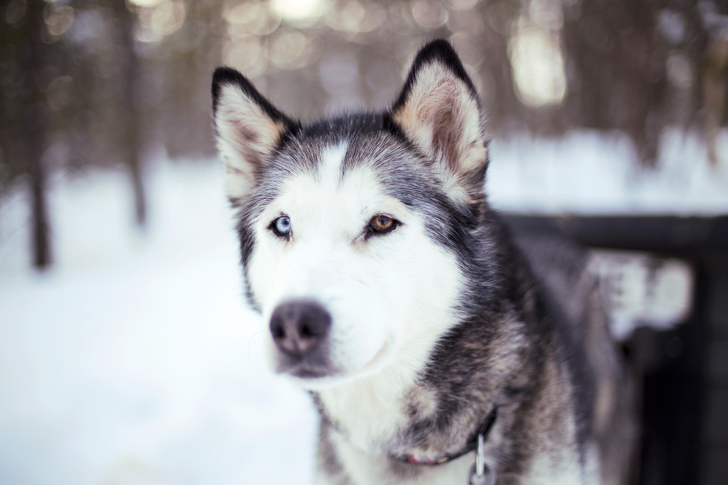 Chien Husky Laponie