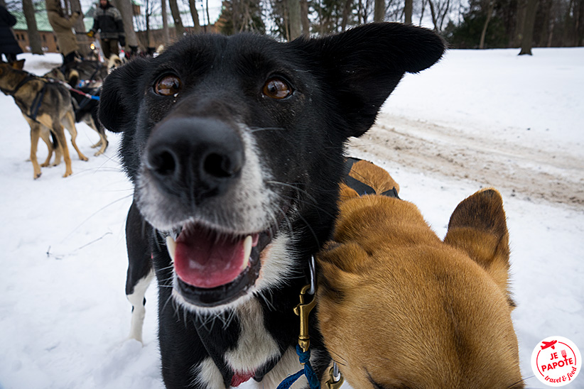 chien de traineau fete des neiges