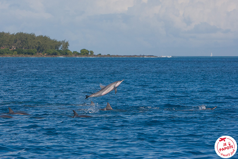 Dauphins Ile Maurice