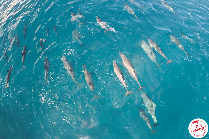 nager avec les dauphins Maurice