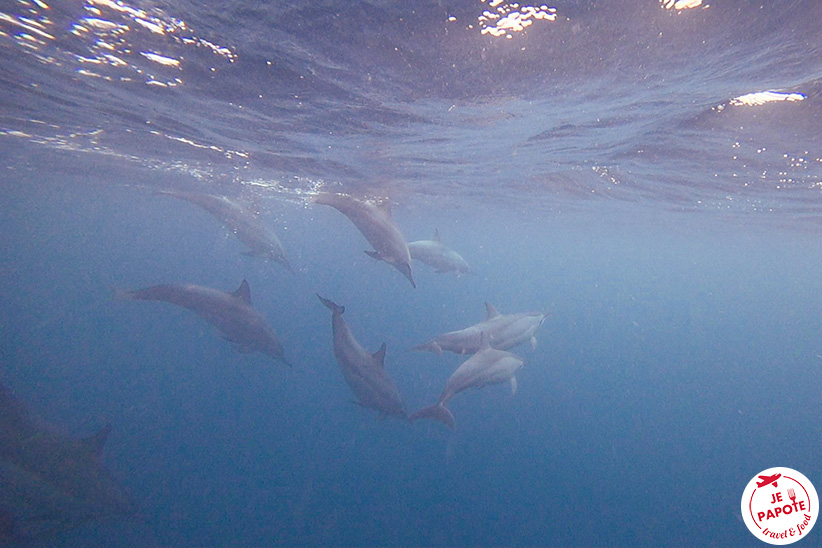 nager dauphins dolswim
