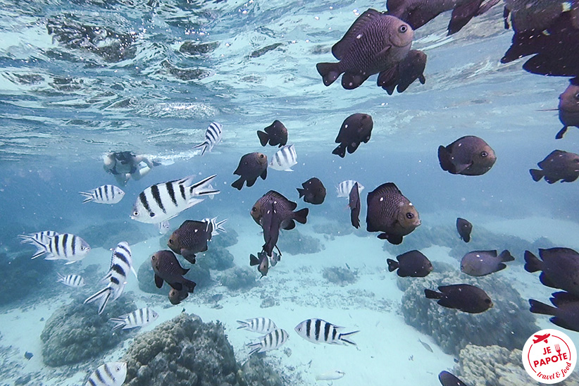 snorkeling ile maurice