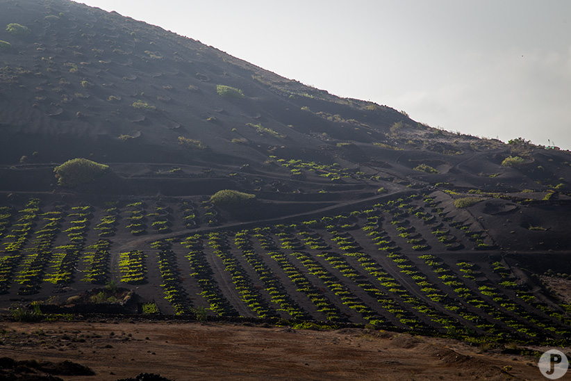 Vignes Lanzarote