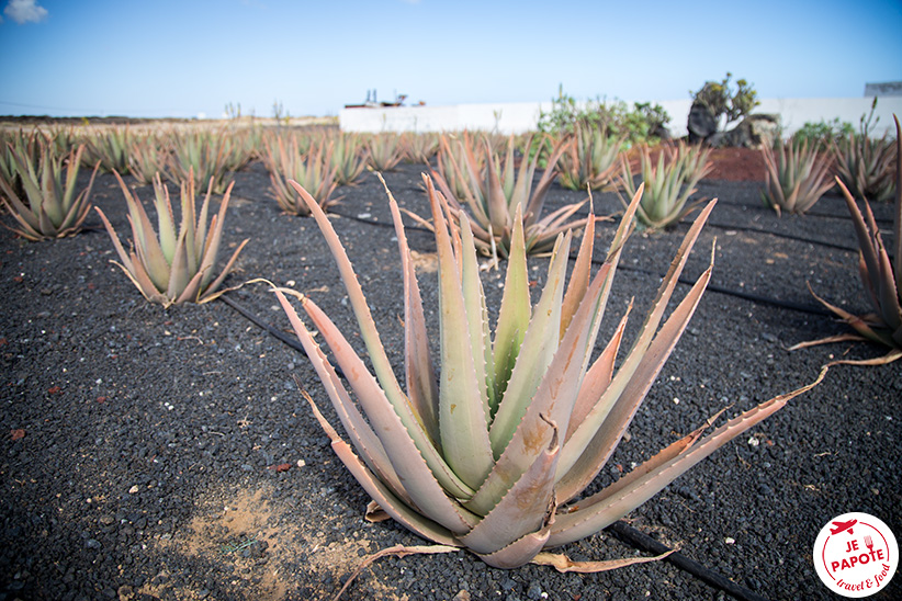 Aloe Vera Lanzarote