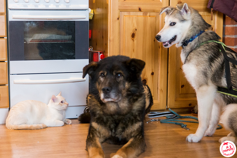 Chat et Huskies