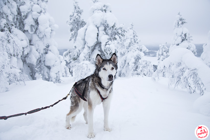 Tala, husky