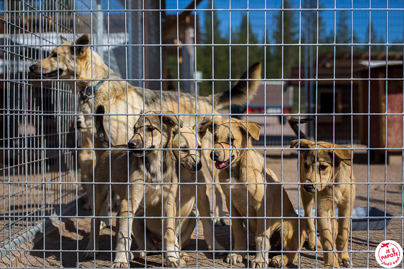 huskies été