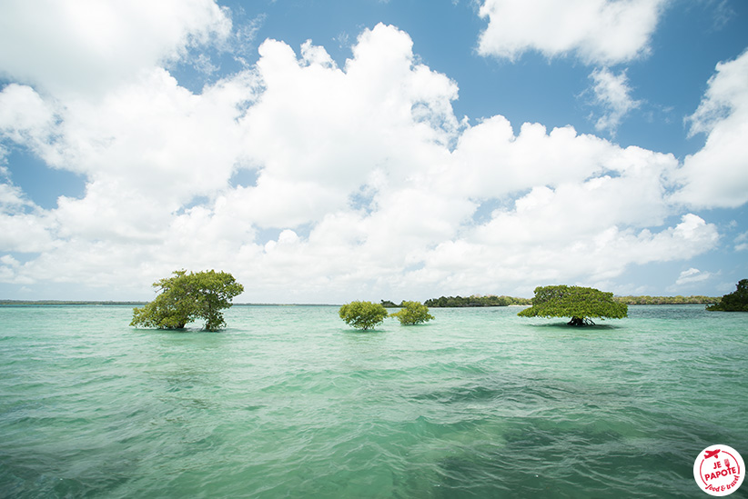 Mangrove Zanzibar