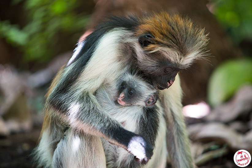 singe de Zanzibar