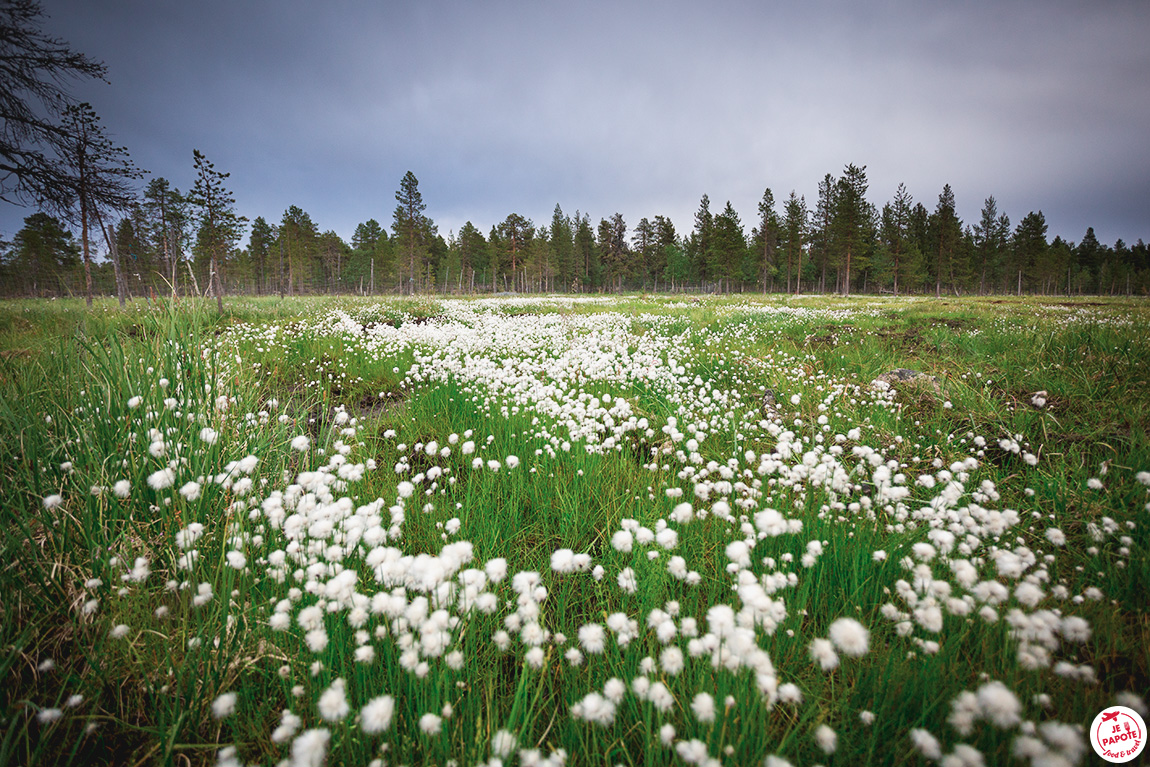 fleurs ponpon laponie