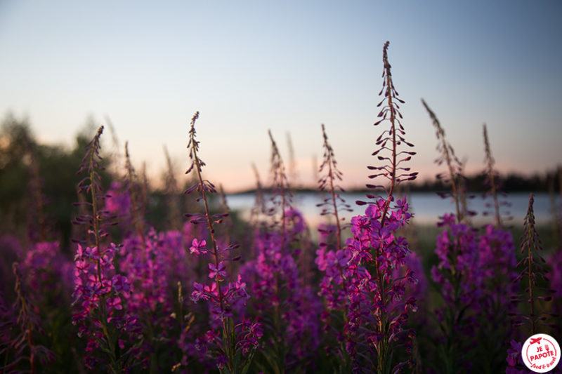 fleurs roses laponie