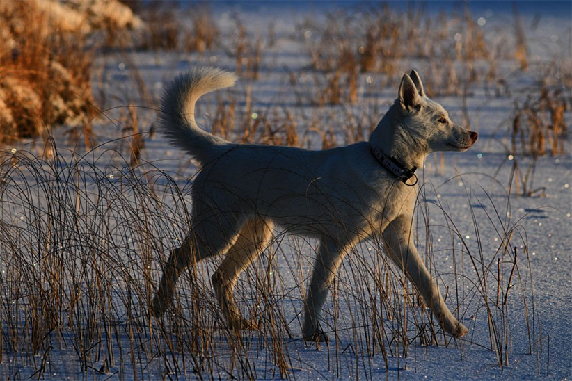 husky