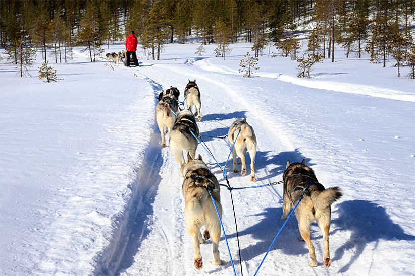 chien de traineau posio