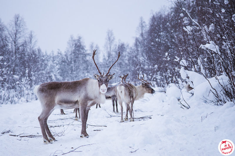 ferme rennes rovaniemi