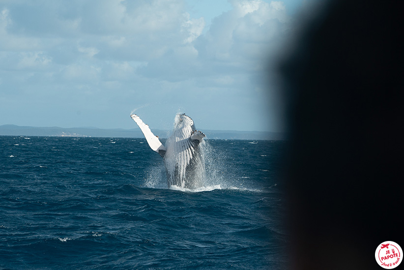 baleine australie