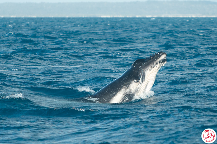 baleine à bosse