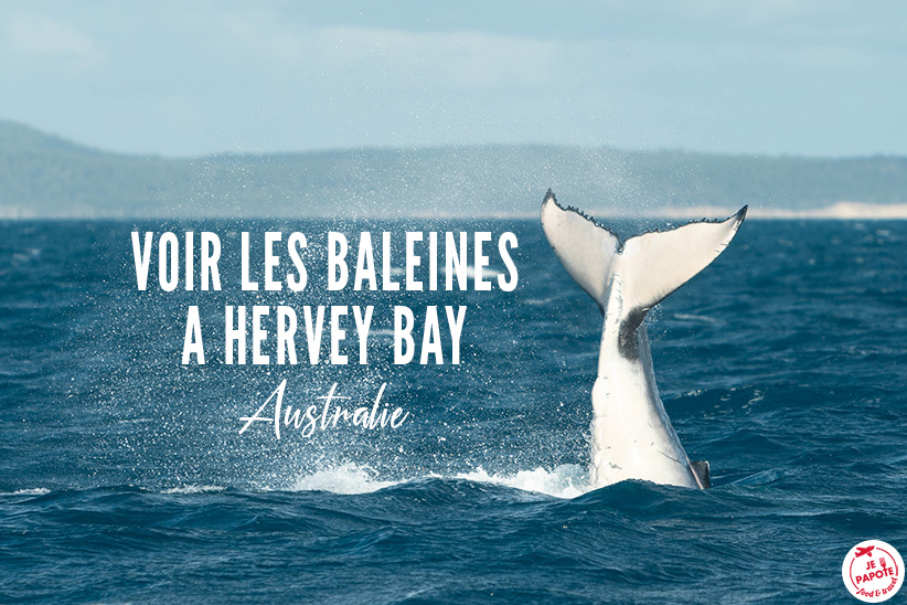 hervey bay baleine australie