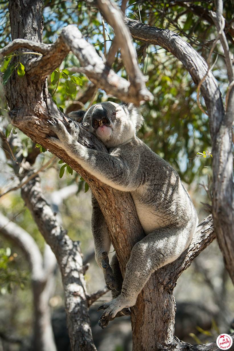 koala à Magnetic Island