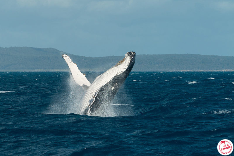 saut baleine à bosse