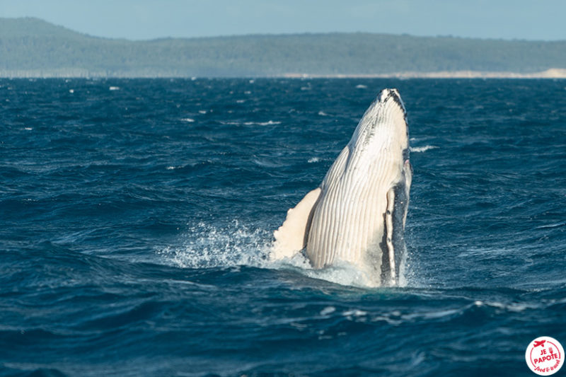 saut baleine à bosse