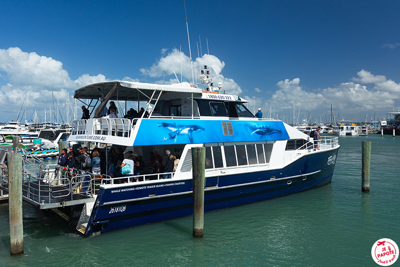 excursion baleine hervey bay