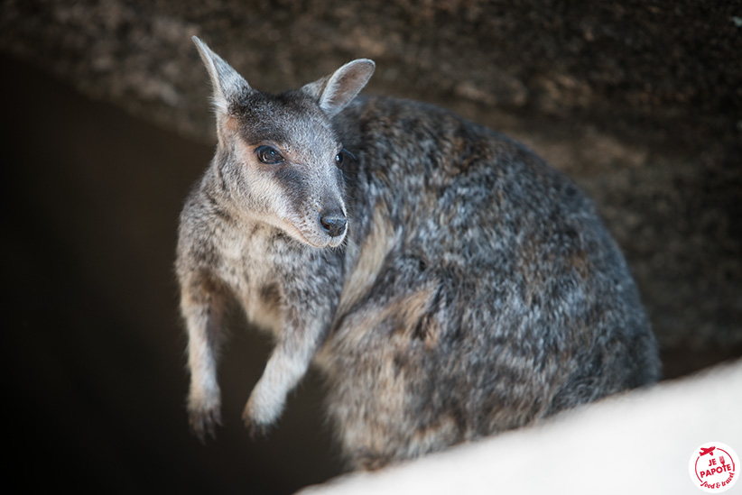 wallabie des rochers