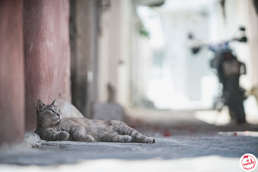 chat naxos