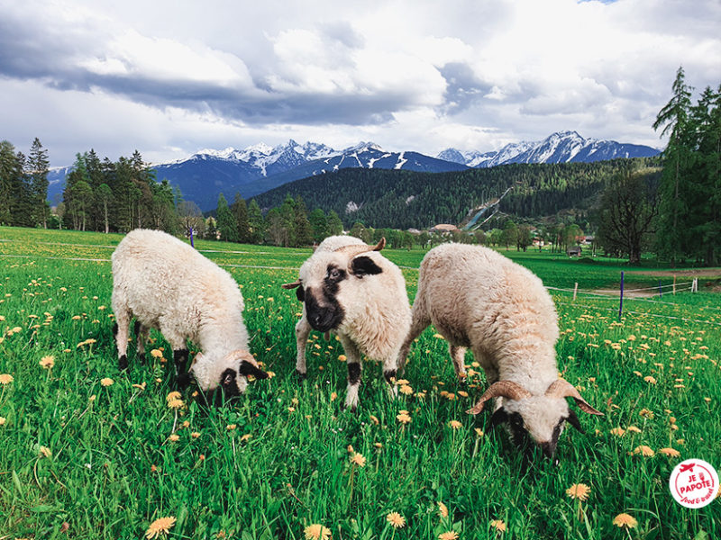 moutons Dachstein