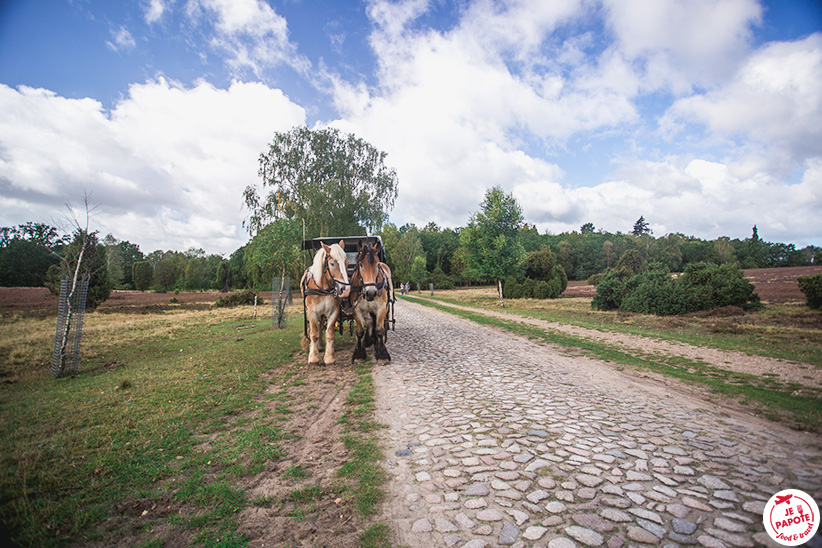 chevaux wilsede