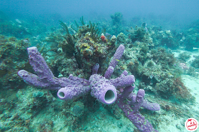 flore et faune sous marine en martinique