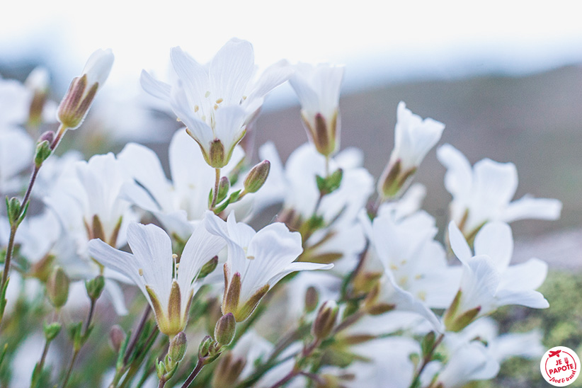 Fleurs dans le parc des écrins