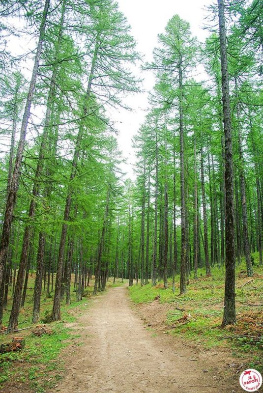 foret Queyras