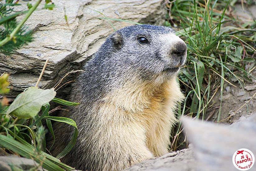 marmotte queyras
