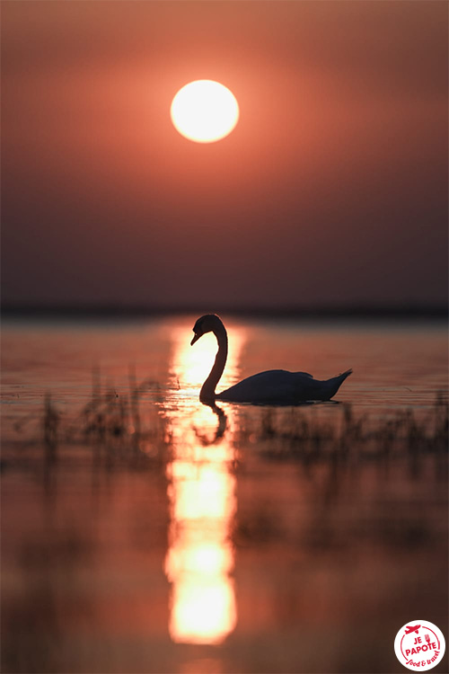 cygne sur lac du der