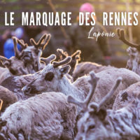 marquage des rennes en laponie