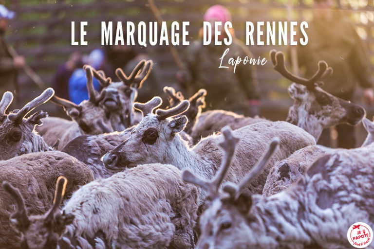 marquage des rennes en laponie