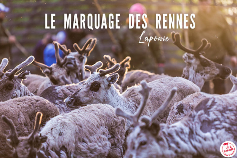 marquage des rennes en laponie