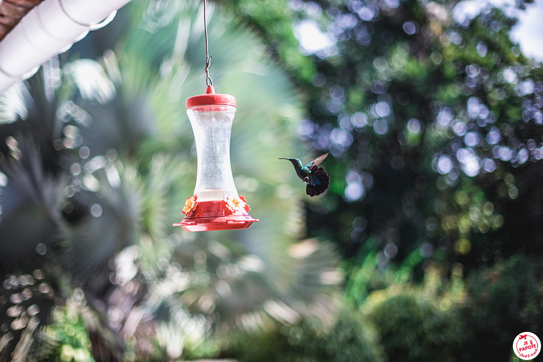 colibri martinique