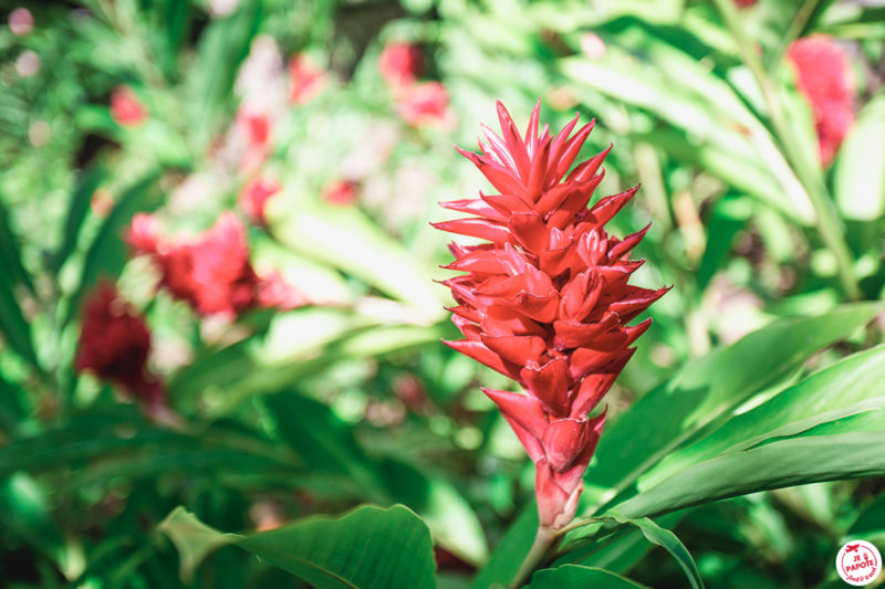 Fleur tropicale jardin de balata