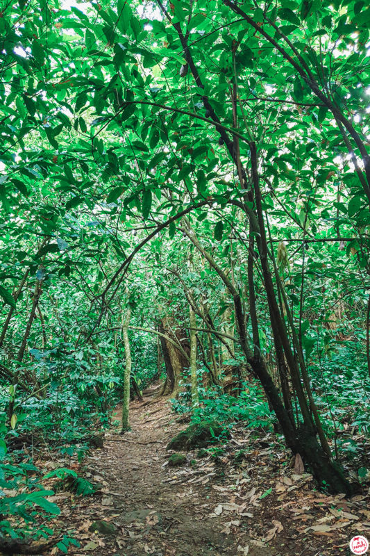 randonnée martinique