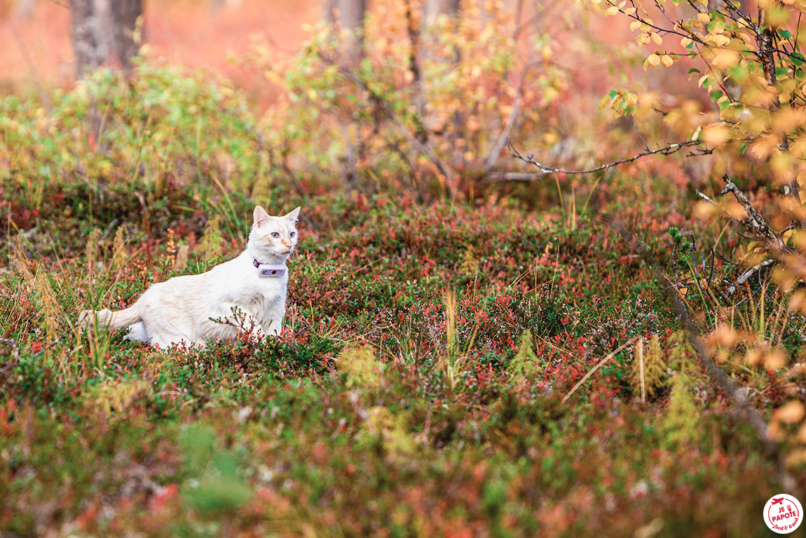 chat avec son traceur gps