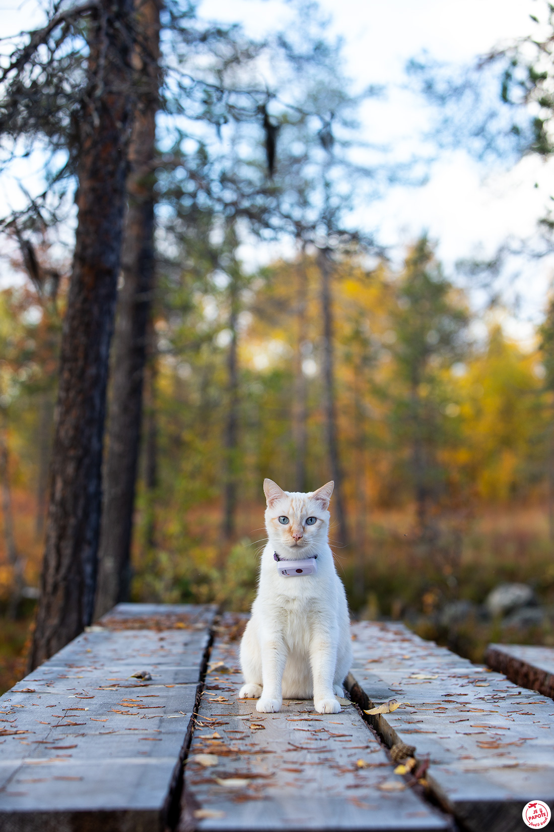 collier GPS pour chat