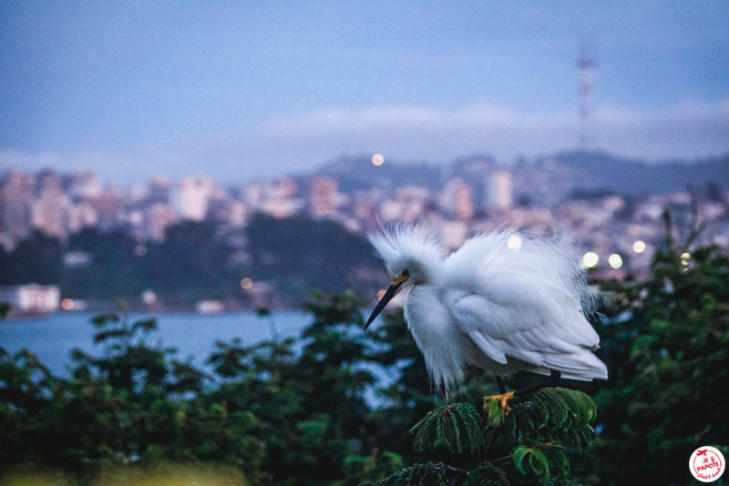 oiseau rare alcatraz